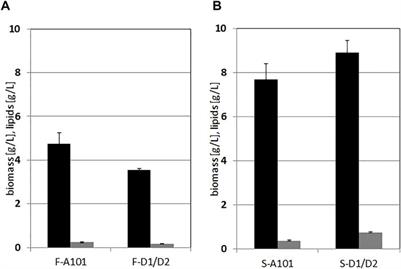 Brown seaweed hydrolysate as a promising growth substrate for biomass and lipid synthesis of the yeast yarrowia lipolytica